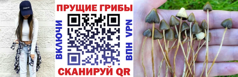хочу наркоту  omg зеркало  Псилоцибиновые грибы прущие грибы  Армавир 